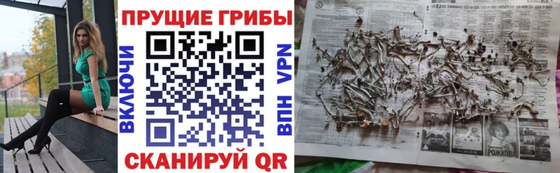 Псилоцибиновые грибы Psilocybine cubensis Купить где Камбарка